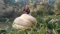 500-килограмова тиква расте в село Гърмен