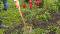 Засадиха рози пред НДК в знак на признателност към донорите