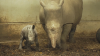 Бебе носорог е най-новият обитател на нидерландски зоопарк