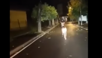 Любопитно: Елен тича по главни улици в Етрополе