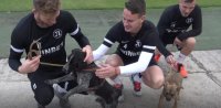 Локомотив Пловдив с благотворителна кауза за бездомни кучета