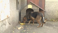 15 нови къщички за бездомни кучета ще бъдат поставени в София