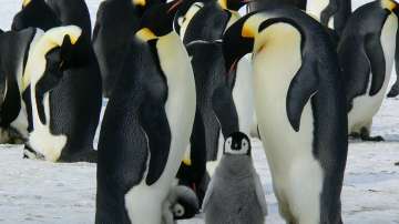 Откриват постоянна експозиция за Антарктида в Природонаучния музей