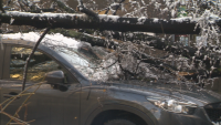 Над 500 сигнала за паднали дървета в София след първия снеговалеж
