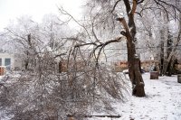 35 са сигналите за паднали дървета в София заради снега