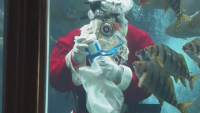 Дядо Коледа се появи изненадващо в... аквариум