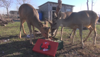 Дядо Коледа раздаде подаръци на животните в Бургаския зоопарк