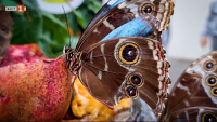 Лакоми пеперуди в тропическата градина на Коня, Турция