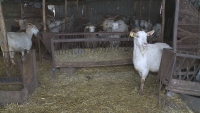 След репортаж на БНТ: Щастлива развръзка за Никола Маринов от Русе и неговото стадо кози