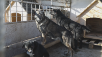 Рекордeн брой осиновени кучета от приюта за бездомни животни в Добрич