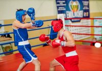 150 боксьори се качват на ринга в Пловдив