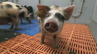 В Германия отглеждат ГМО прасета за трансплантация на сърце на хора