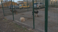 Новият приют за кучета в Костинброд - един от най-големите на Балканите