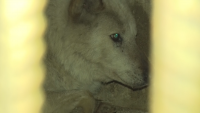Избягалият вълк от хасковския зоопарк е нахапал дете преди да бъде заловен