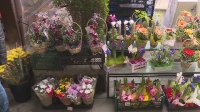 Скок на цените при цветята в Русе