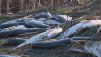 20 тона мъртва риба е извадена от язовир "Засмяно". Има още много на дъното на язовира