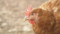 Установиха огнище на птичи грип в румънска ферма, близо до българската граница