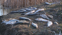20 тона мъртва риба в язовир "Засмяно" заради фекални води от свинекомплекс
