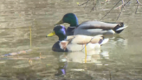Намериха мъртви патици в езерото на Южния парк - каква е причината