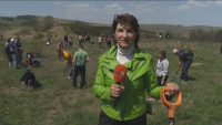 Журналисти от БНТ и доброволци засадиха дръвчета върху бивш рудник край Перник