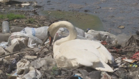 На Деня на Земята - лебеди гнездят върху речен боклук в Сърбия