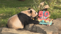 50 години от появата на първата гигантска панда в зоопарка във Вашингтон