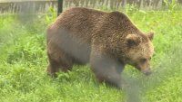 Медицински прегледи за мечките в Белица