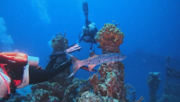 Красива подводна церемония беше извършена край бреговете на Флорида