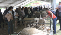 Над 200 000 души се събраха на Националния събор на овцевъдите