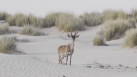 Суша в Испания: Национален парк се превръща в пустиня