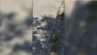 Змии плъзнаха във Велико Търново, забелязани са и на детска площадка