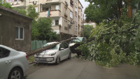 260 сигнала за щети от бурята в Русе, разчистването продължава и днес