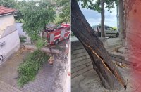 Отстраниха опасно дърво в Пловдив