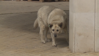 Бездомни кучета тормозят туристи и работещи в "Златни пясъци"