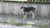 Множество сигнали за нахапани от бездомни кучета в Каварна
