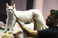 Близо 200 котки от различни породи на изложба в София (Снимки)