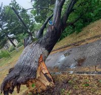 Силна буря в Козлодуй изкорени дървета и предизвика материални щети