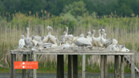 "Добрите истории": Доброволци от Бургас се грижат за опазването на къдроглавия пеликан