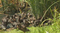 Пуснаха над 2000 зеленоглави патици във водоеми по поречието на Струма