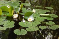 Бяла водна лилия се появи в Природен парк "Златни пясъци"