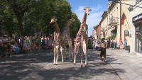 Жирафи предизвикаха фурор по улиците на литовски град