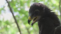 Орнитолози проследяват миграцията на рядък вид орел
