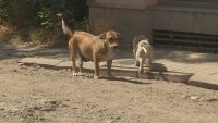 Над 20 нови бездомни кучета са пуснати в центъра на Благоевград само за седмица