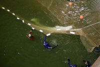 снимка 1 Щастлива развръзка: Спасиха белугата от река Сена