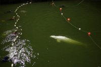 снимка 2 Щастлива развръзка: Спасиха белугата от река Сена