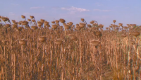 Стотици декари с царевица и слънчоглед са унищожени заради сушата