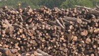 Проблем с дървата за огрев в Русенско