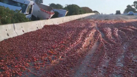 Камион с домати се обърна на магистрала в Калифорния
