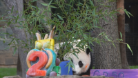 Панда празнува 2 години в зоопарк във Вашингтон