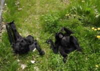 Рядък вид примати - гибони сиаманги, вече живеят в столичния зоопарк (Снимки)